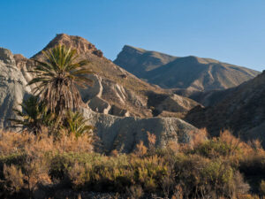 Tabernas